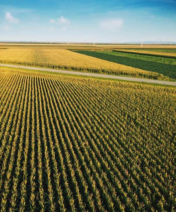 edible grain processing